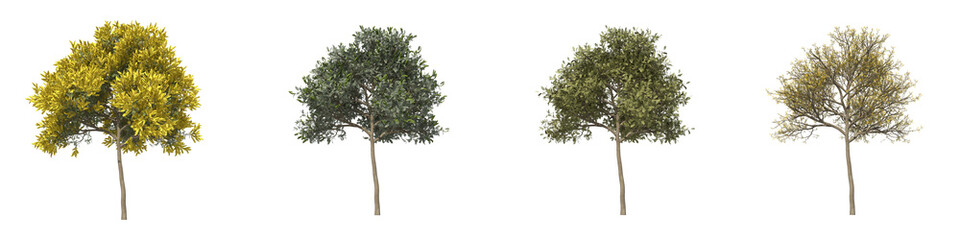 Silver wattle full-size real trees isolated on alpha channel with clipping path. Acacia dealbata in all seasons.3d rendering for digital composition.
