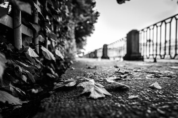 Rainy autumn day in the city, an alley in the park running along the embankment with a lying oak leaf. Close up view from the level of granite pavement near the fence