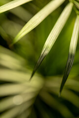 Palm leaves. Beautiful palm leaves at sunset.