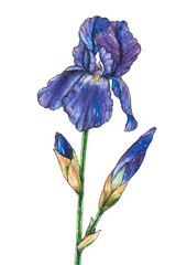 Watercolor hand drawn iris flowers. Isolated floral element. Drawing summer flowers.