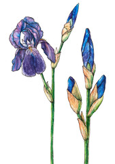Watercolor hand drawn iris flowers. Isolated floral element. Drawing summer flowers.