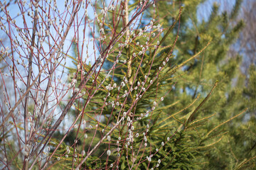 Fluffy branches of pussy willow blossomed in spring by Easter