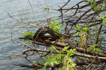 snake on a tree after hibernation