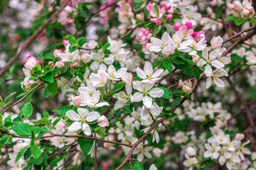 Blooming apple tree, pear, flowers close up