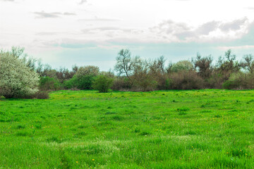 summer landscape, green lawn near the forest