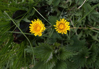 Two yellow Dandelions in green grass