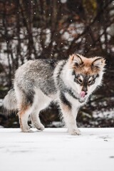 Portrait of a young puppy Finnish Lapphund dog