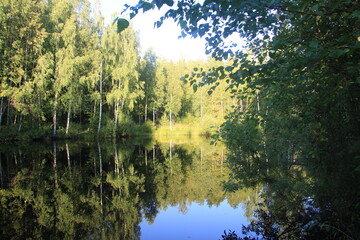 lake in the forest