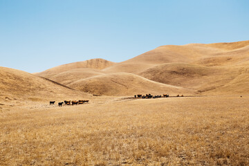 Fototapeta na wymiar Cows grazing on dry grass in the foothills of Diablo Range in California