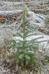Small pine tree sapling in rural woodland forest in winter
