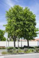 Naklejka premium Árboles verdes en primavera