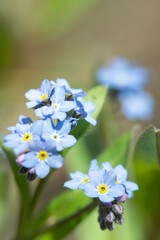 Woodland forget-me-not (Mysotis sylvatica). Focus on the lower blossom.