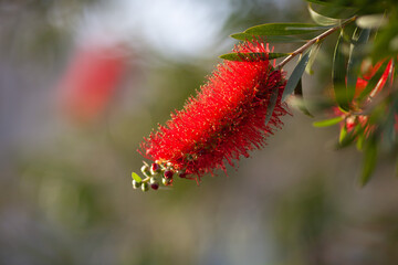 Callistemon red flower on a blurred background. Close up.