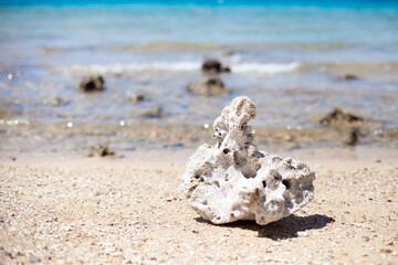 Big part of dead coral on a beach on the background of Red sea. Treasures of the sea, sea and ocean protection concept. Close up.