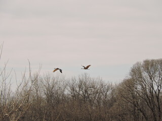 Cranes Flying