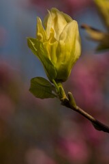 Kwiat żółtej magnolii