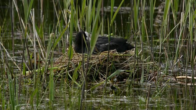 Eurasian coot in het nest with chicks inthe marsh in Bourgoyen nature reserve, Ghent, Flanders, Belgium - Fulica atra 