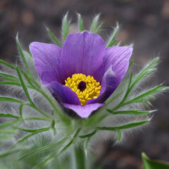 Pulsatilla patens, Eastern pasqueflower. Purple fluffy medicinal flower. Square photo format.