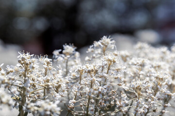 frost on the branches of tree