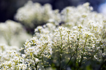 white wild flowers garden, in nature, against the sky.