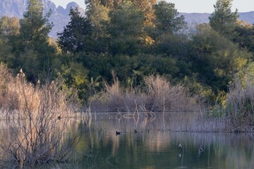 Summer morning at the lake