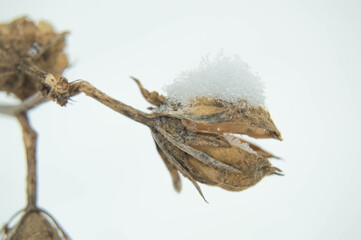 Close-up of dried hops on a blurred white background