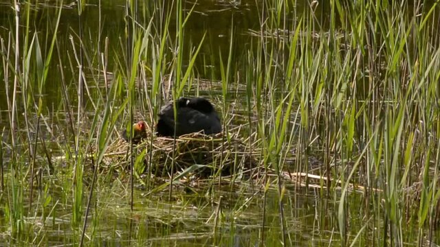 Eurasian coot in het nest with chicks inthe marsh in Bourgoyen nature reserve, Ghent, Flanders, Belgium - Fulica atra 