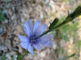 When you like a flower, you just pluck it. But when you love a flower, you water it daily.
