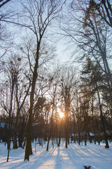 Sunset landscape among the trees in the forest, with rays in the snow