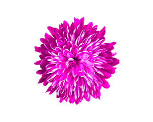 Isolated Bright Pink Flower Blossom