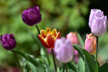Obraz premium Tulpenland