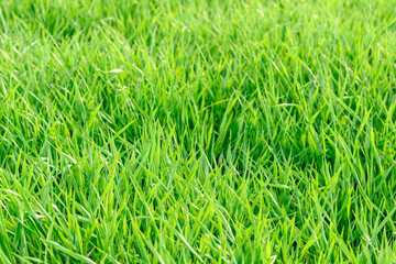 Field of fresh green grass texture as a background