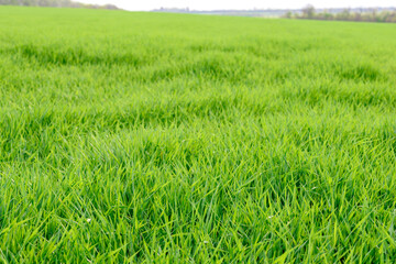 Field of fresh green grass texture as a background