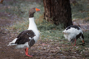 geese on the beach