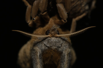 Close up of the face of a polyphemus moth hanging on its cocoon after emergence. 