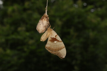 Polyphemus moth resting on the cocoon it just emerged from. 