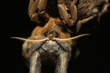 Close up of the face of an adult female Polyphemus Moth showing the antenna. It can be identified...