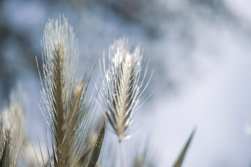 The seedy parts of the meadow grass, in nature in its own environment.