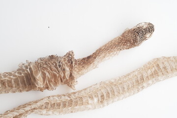 Snake shedding skin on white background,molting snake