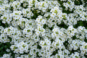 white little flowers, busy background