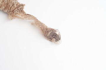 Snake shedding skin on white background,molting snake