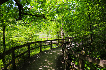 a gorgeous shot of a dirt footpath through the forest surrounded by lush green trees and plants...