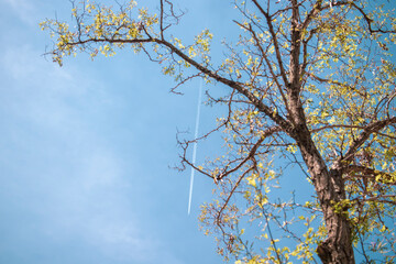 branches against blue sky