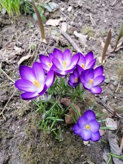 beautiful blooming purple crocuses with orange and yellow stamens.close up. Floral Wallpaper