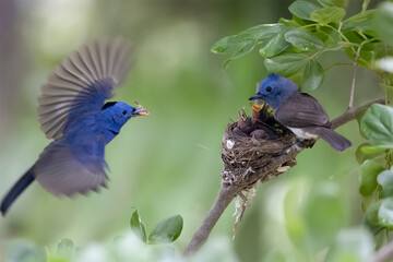 Black-naped Blue Flycatcher parents guarding their chicks in the nest with love, great blue bird family