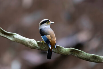 Nice Pair of Silver-breasted Broadbill, parenthood, Serilphus lunatus, posting on the branch with great details, bird	