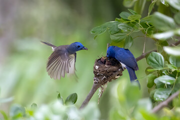Fototapeta premium Black-naped Blue Flycatcher parents guarding their chicks in the nest with love, great blue bird family