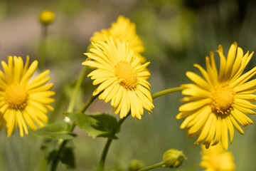 yellow dandelion flower