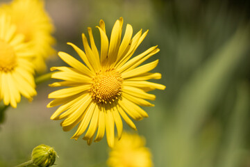 yellow flower in the garden