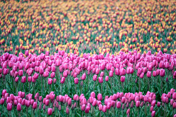 field of pink and yellow tulips